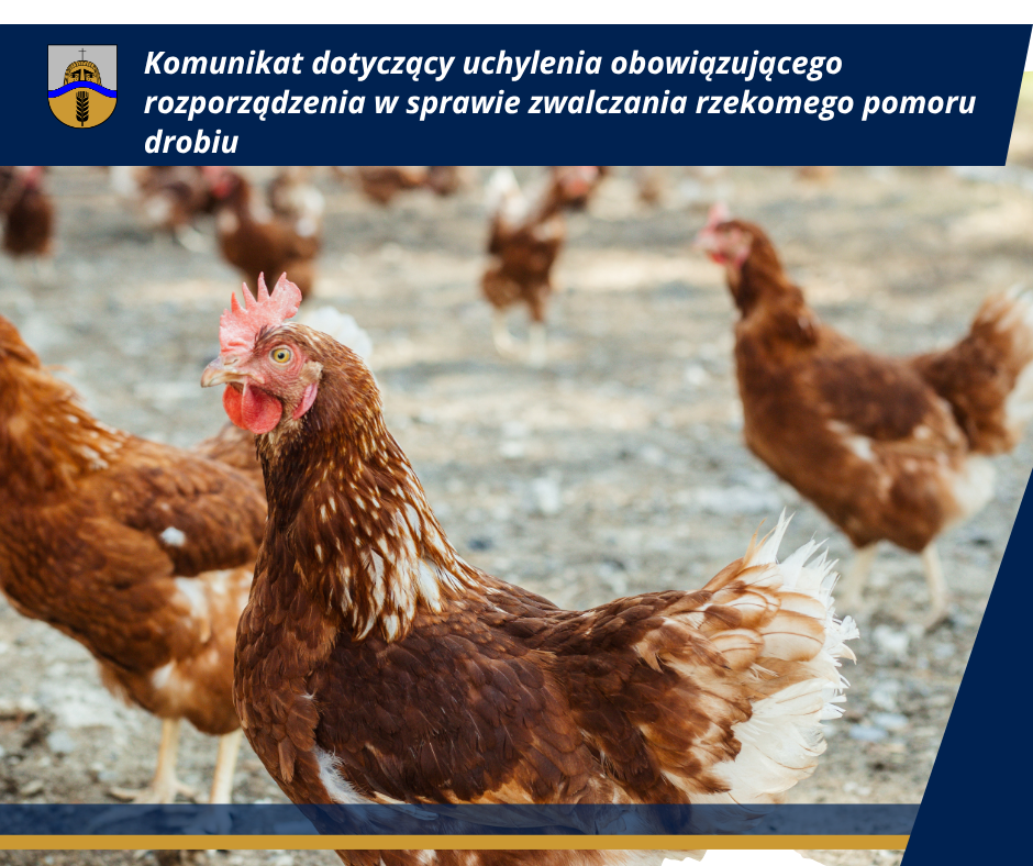 rzekomy pomor drobiu.png
