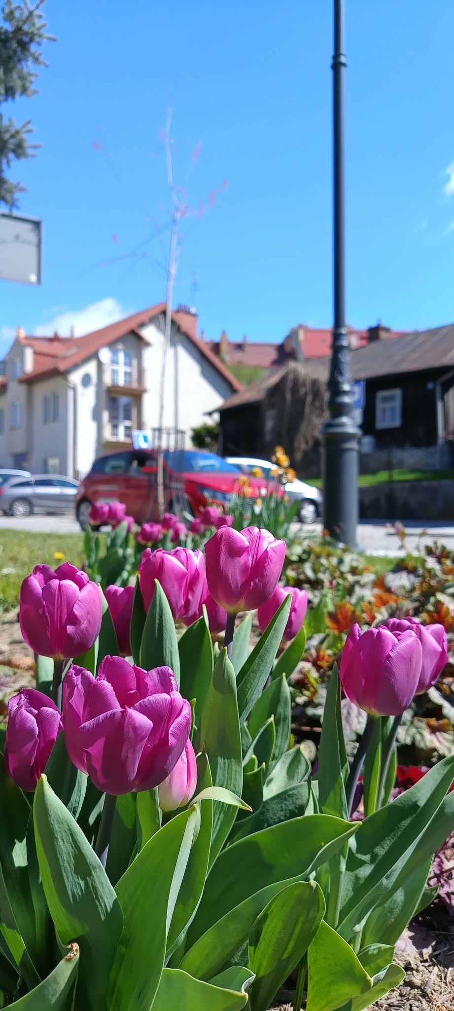 tulipany Grodzka 23.04.2026.jpeg