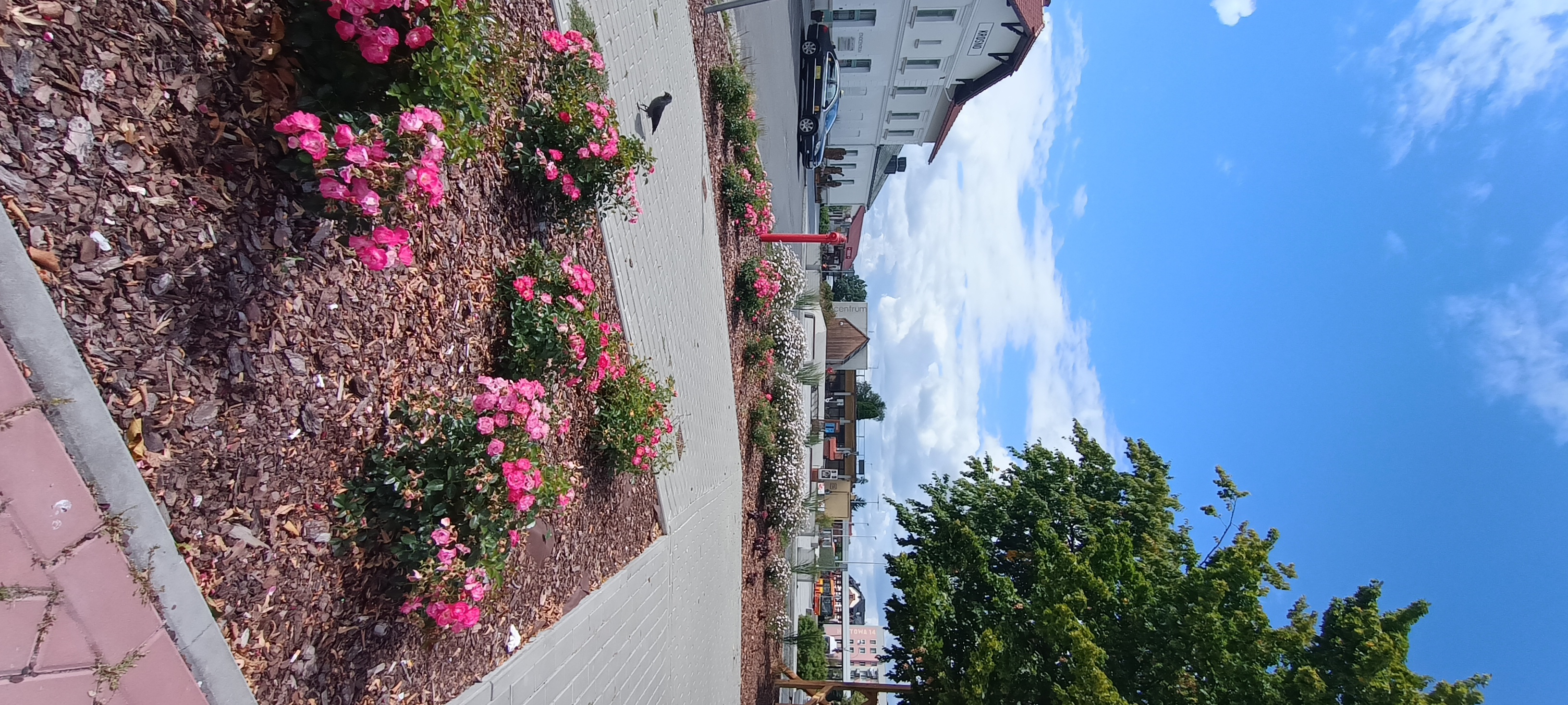 IMG_20250825_133532449.jpg