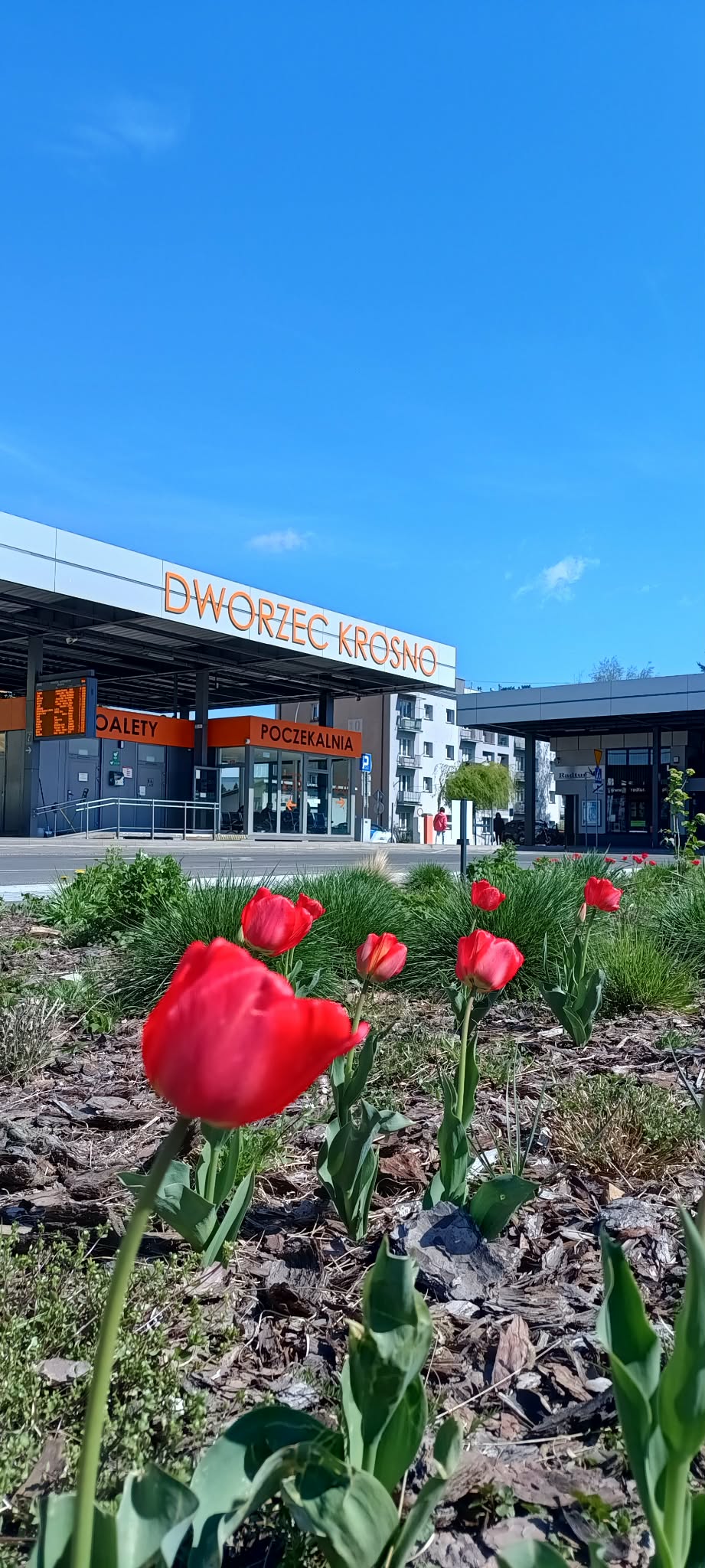 tulipany dworzec 23.04.2026.jpeg