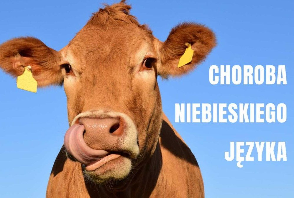 choroba-niebieskiego-jezyka-1200x675.jpg