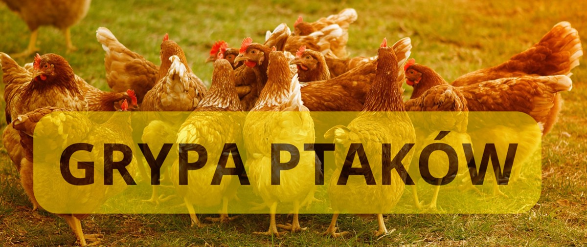 ptaki.png