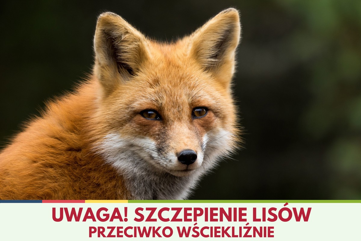 Szczepienie lisów.jpg