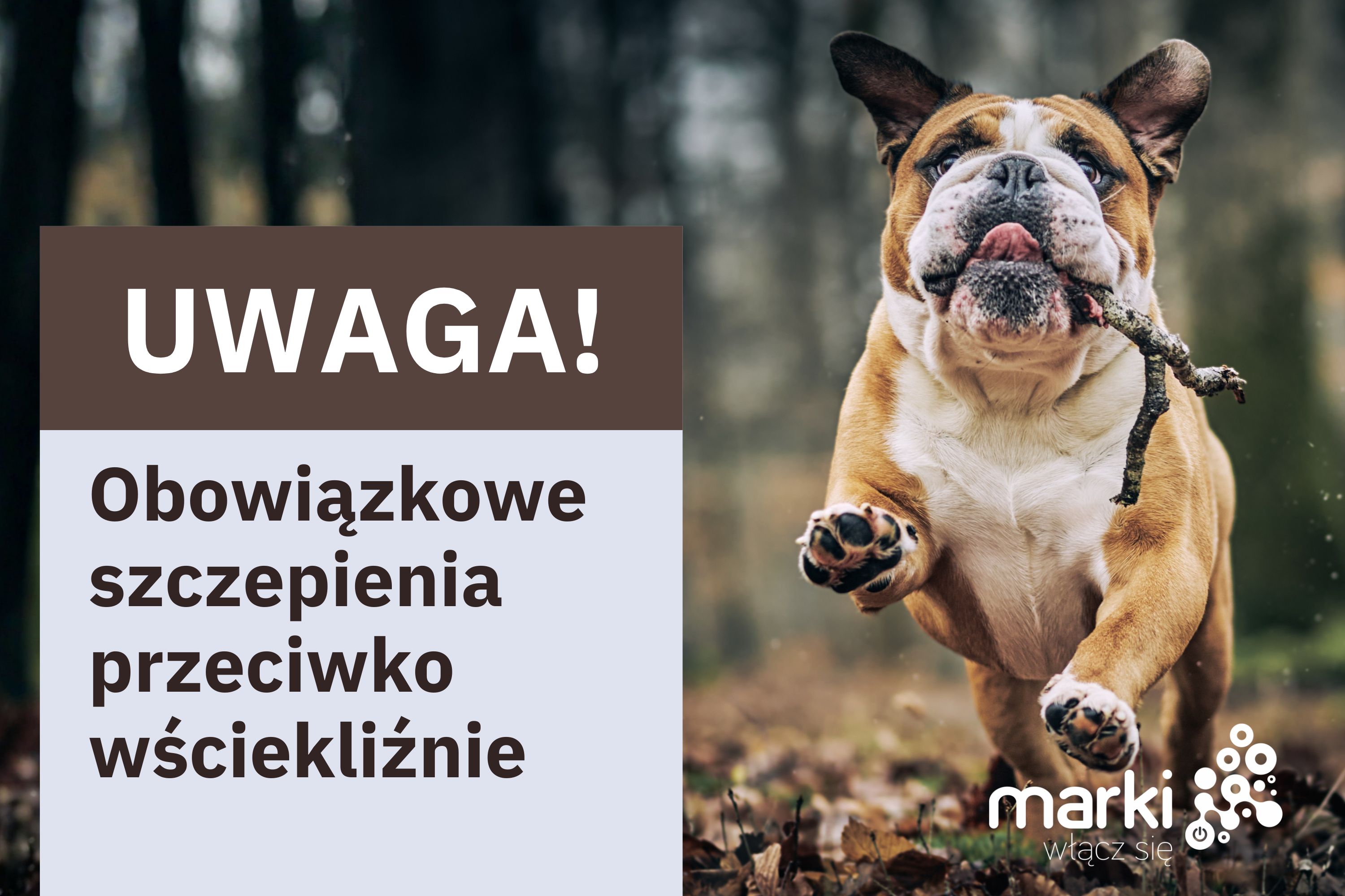 szczepienia przeciwko wściekliźnie.jpg