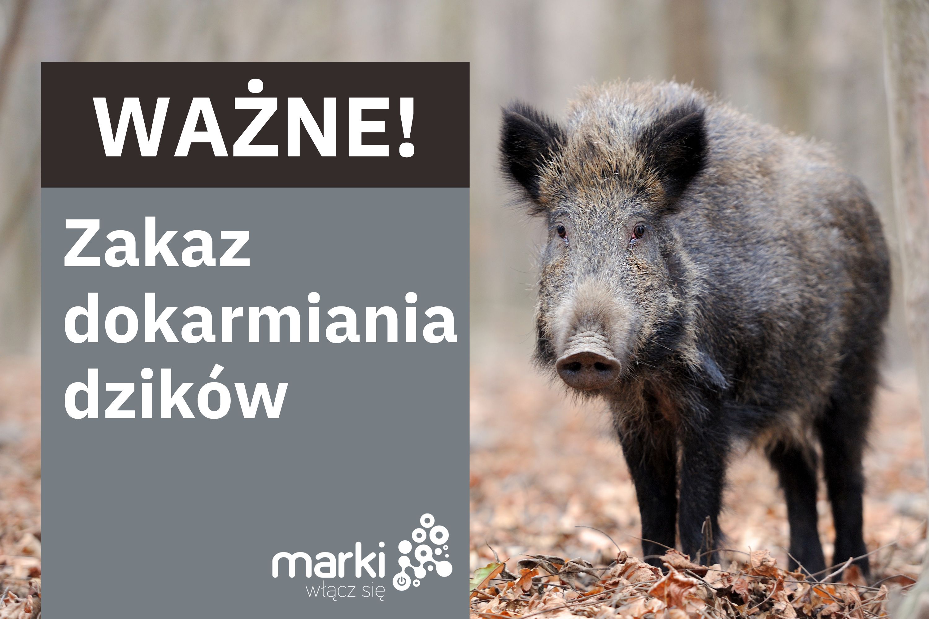 dziki.jpg