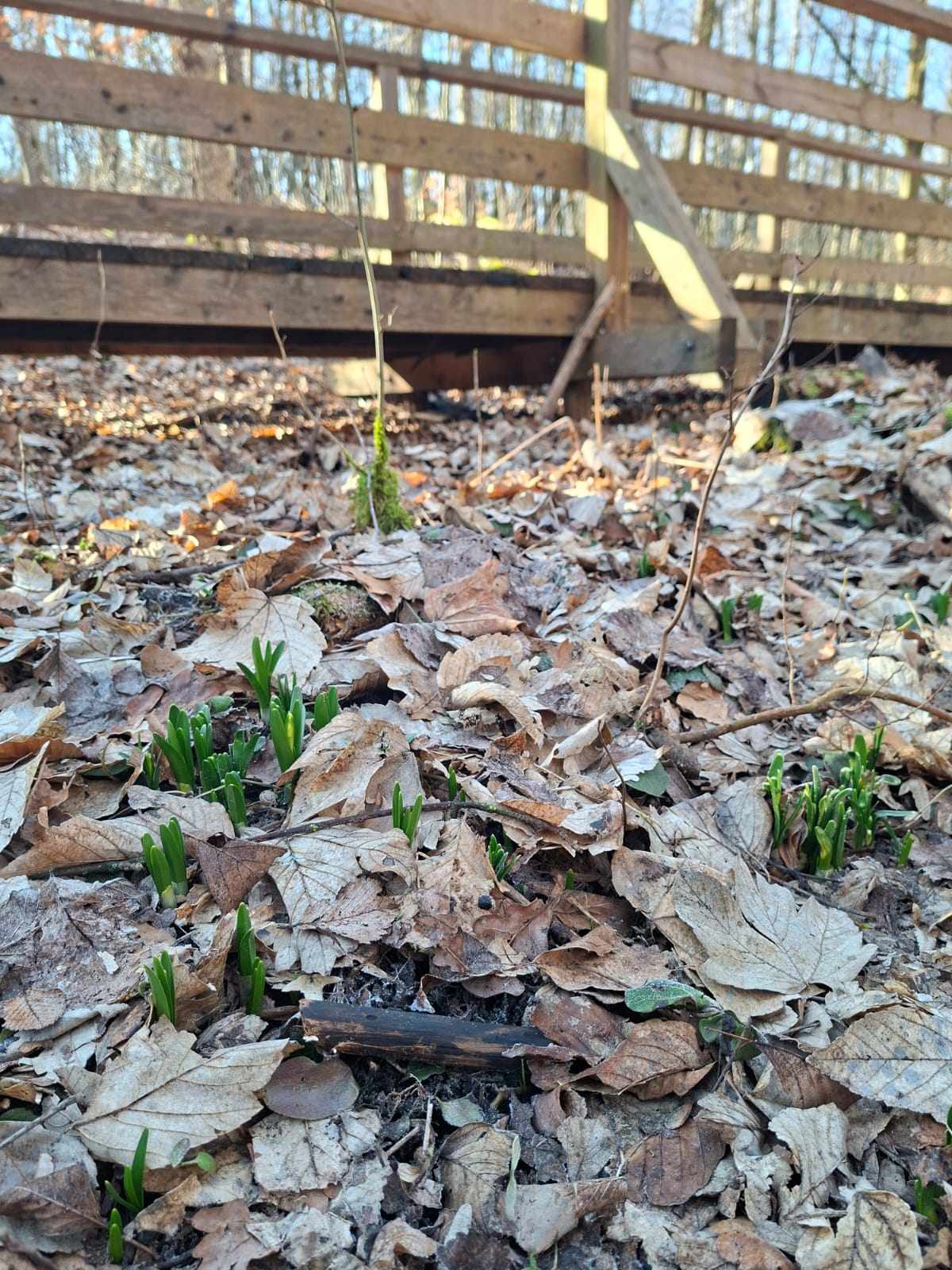 Śnieżycowy Jar 06.03.2026 (2).jpg