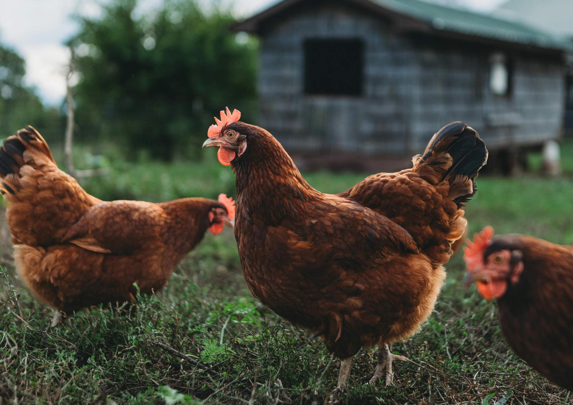 Black and White Minimalist Blank A4 Document Landscape (1).png