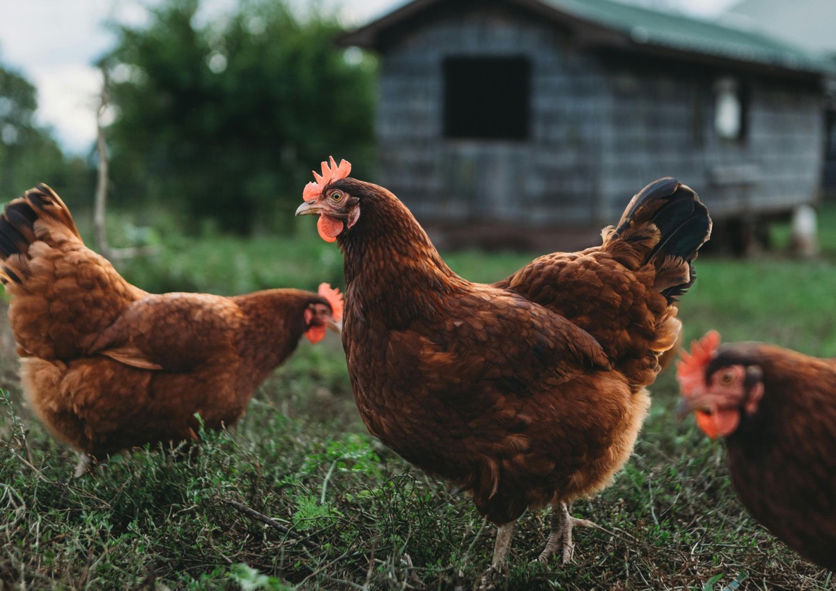 Black and White Minimalist Blank A4 Document Landscape (1).png