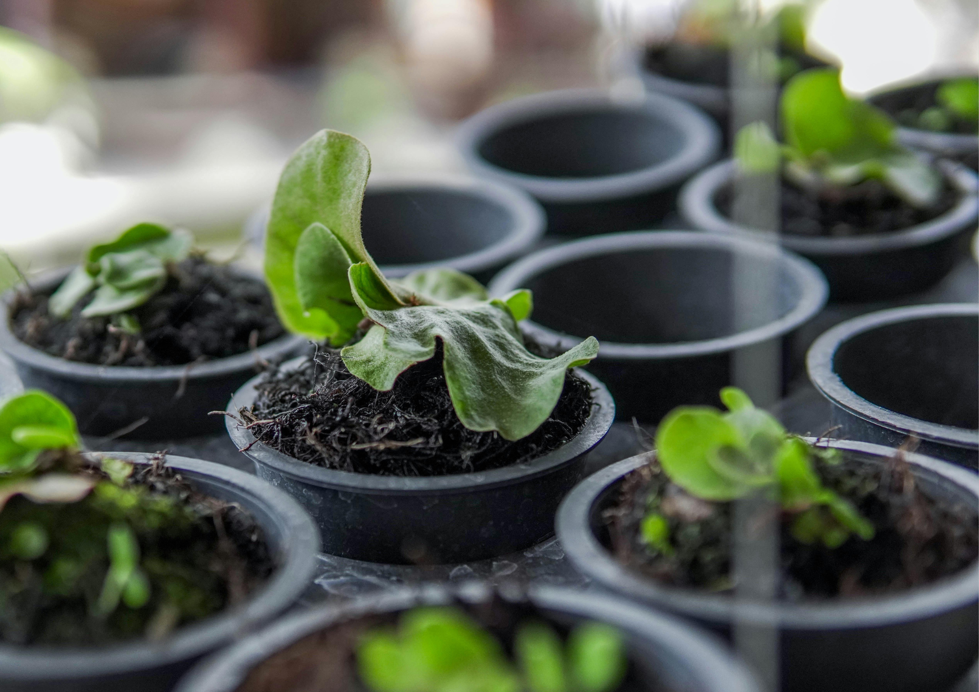 Black and White Minimalist Blank A4 Document Landscape.png