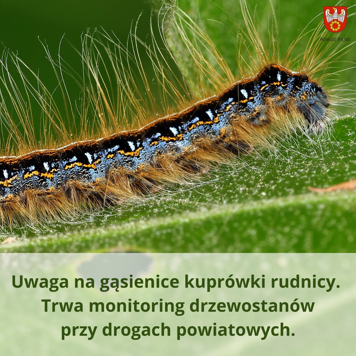 grafika – kopia(9).png
