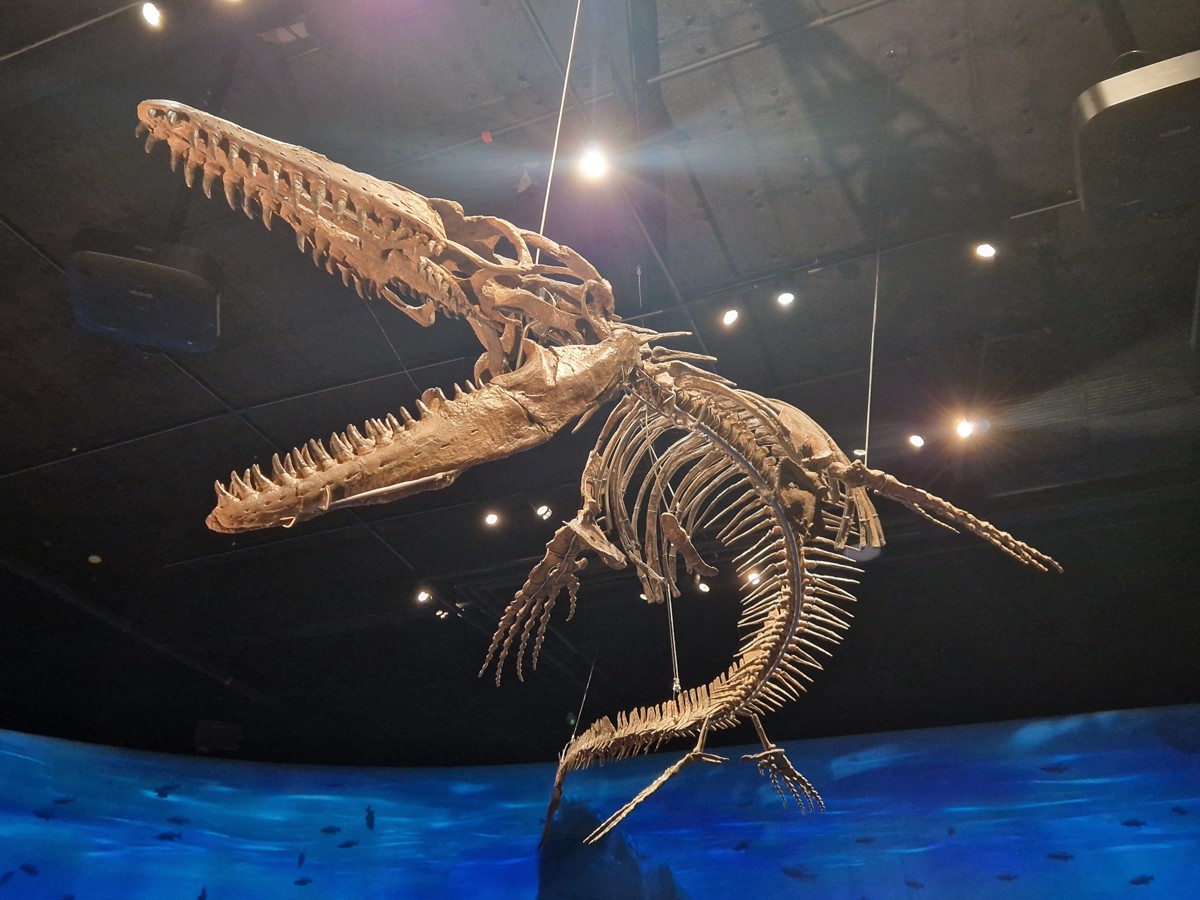 paleontologia 02.26.jpg