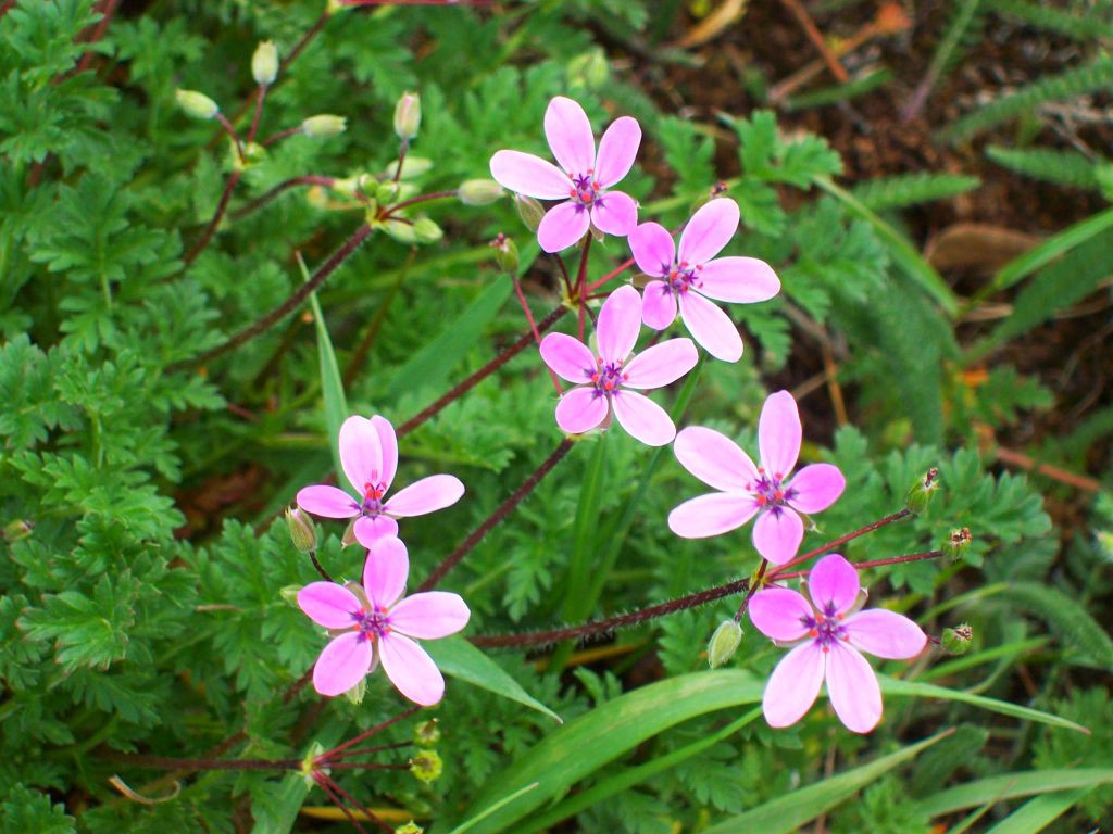 kwiatki fioletowe ok.jpg