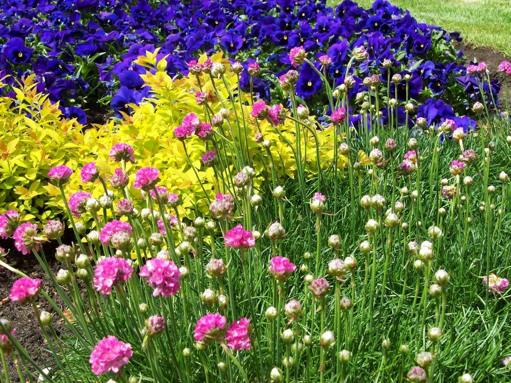 ankieta o bioróżnorodności przedłużona4.jpg