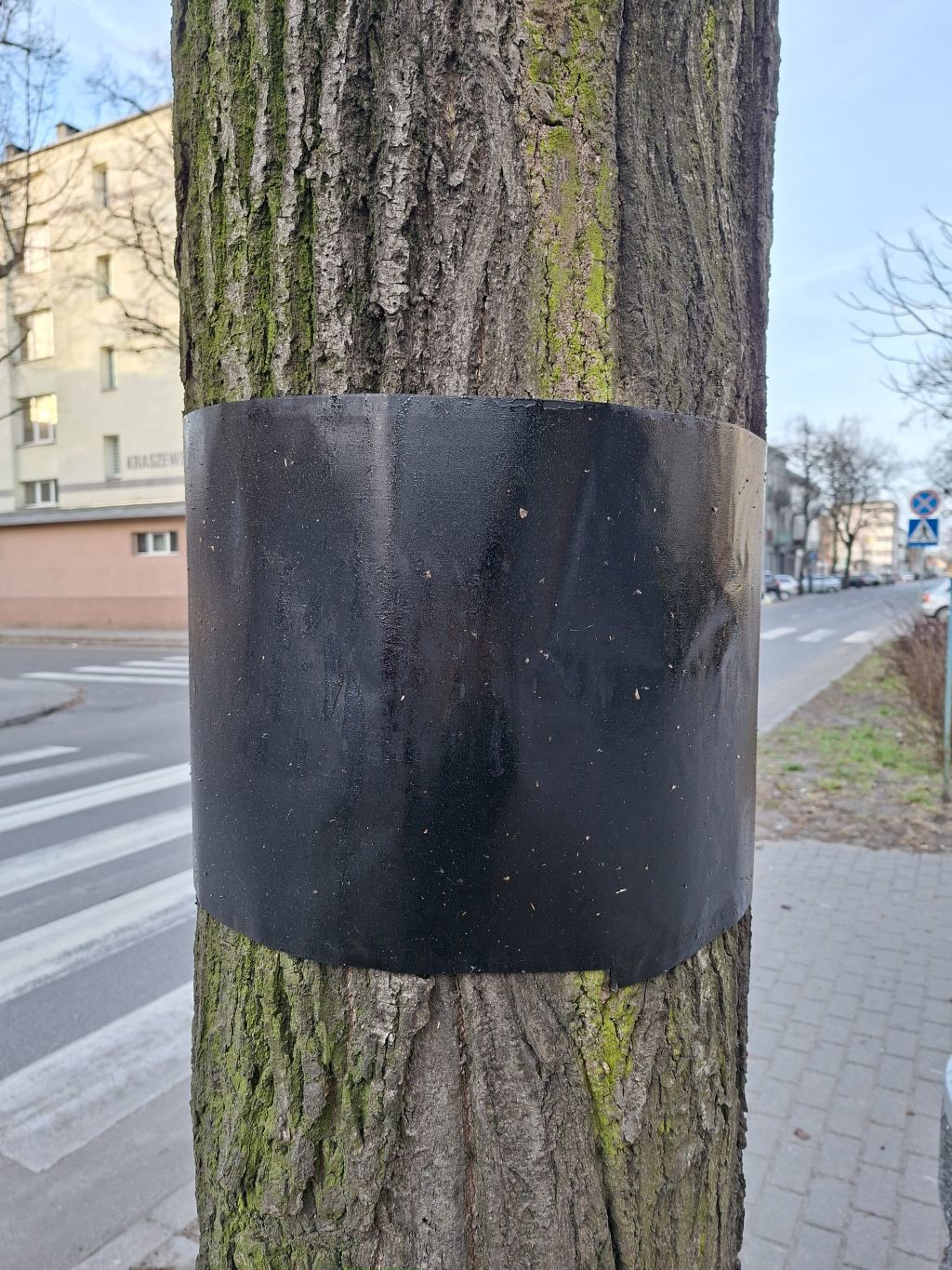 opaska na drzewie1.jpg