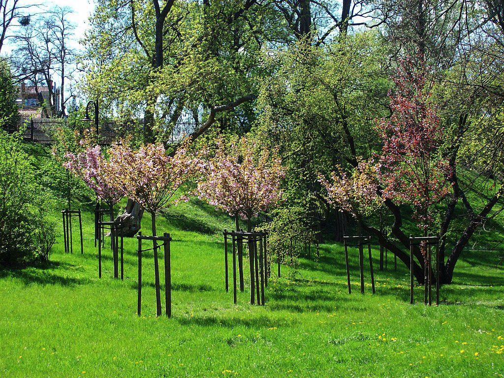 park kwitnące drzewa okkk.jpg