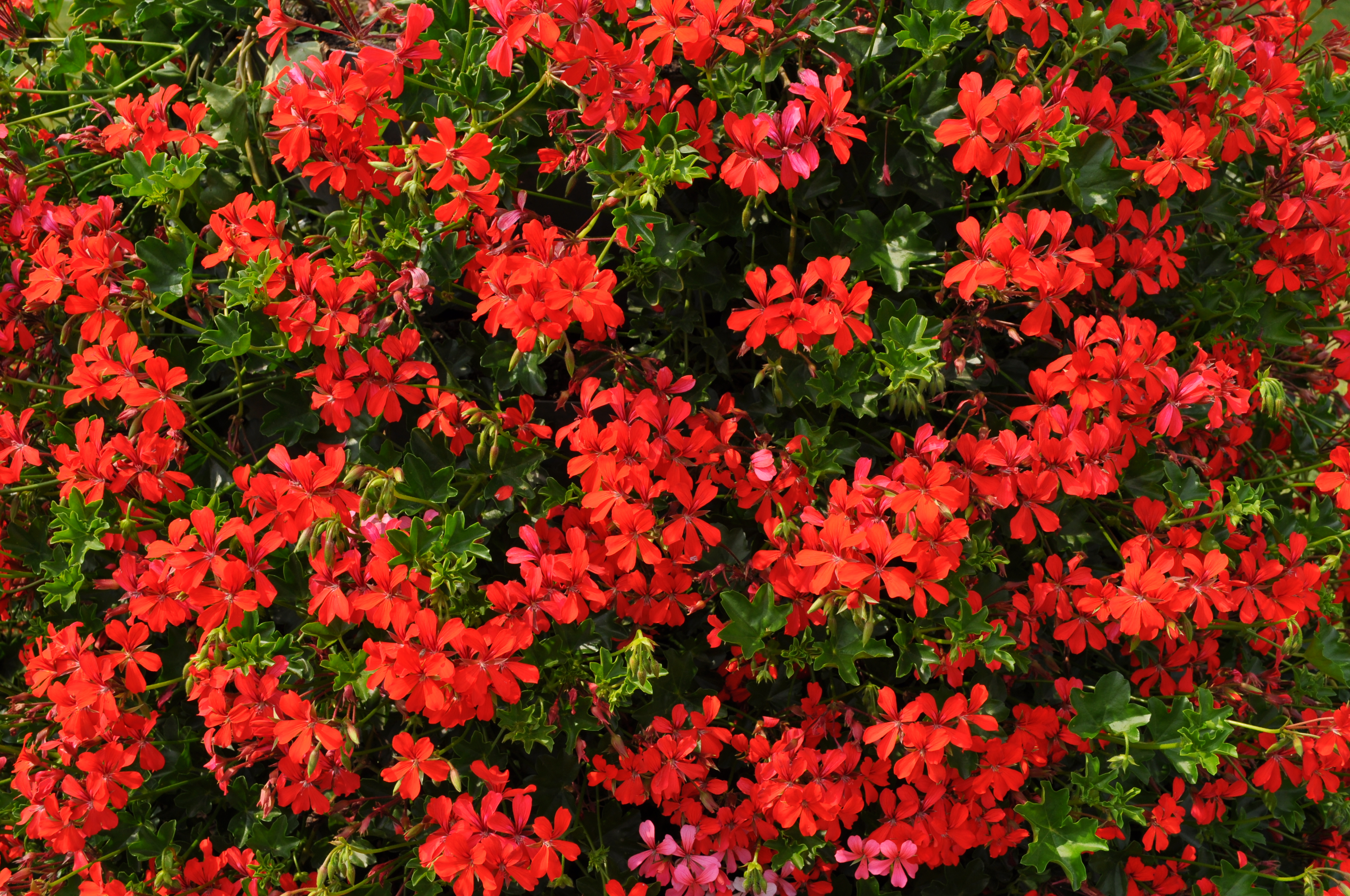 pelargonie.JPG
