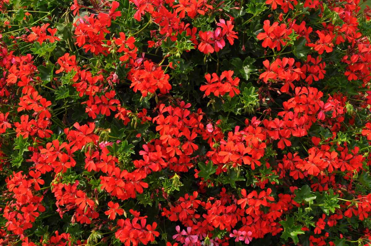 pelargonie.JPG
