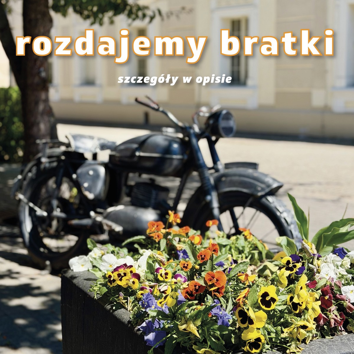 bratki.jpg
